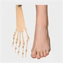 Bionic toe bones