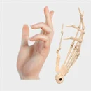 Bionic finger bones